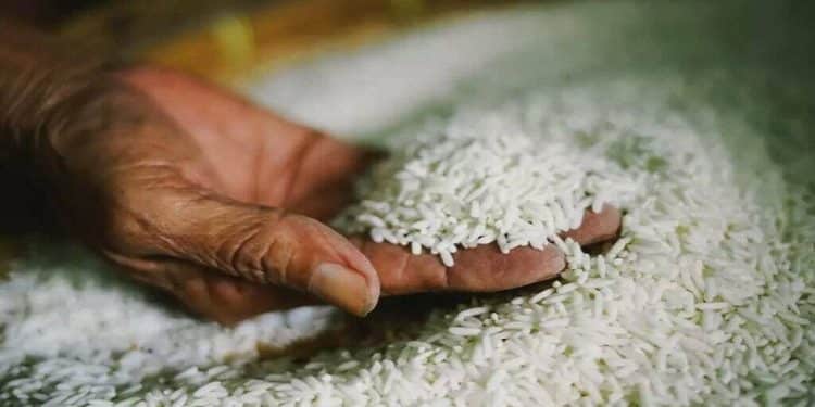 سعر طن الأرز الشعير اليوم في مصر