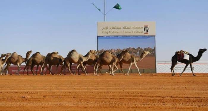 مهرجان الملك عبد العزيز للإبل