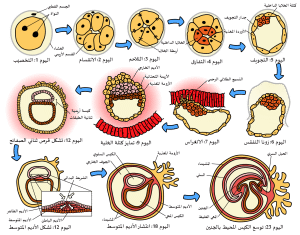 مراحل التكوين الجنيني المبكر